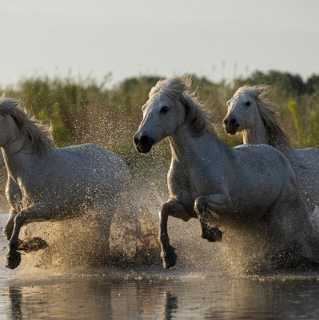 Agnès LA CAMARGUE C'est une région captivante tant par sa biodiversité que par ses vastes espaces, elle est aussi une belle...