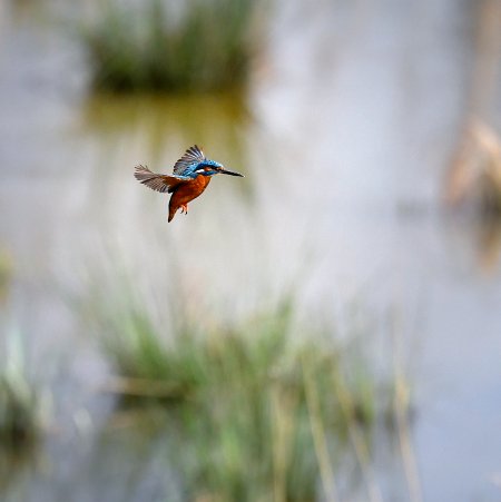 Jacques LE MARTIN PÊCHEUR D'EUROPE ( Alcedo Athis) J'aime cet oiseau pour ses couleurs et sa vivacité. Cavernicole, il creuse...