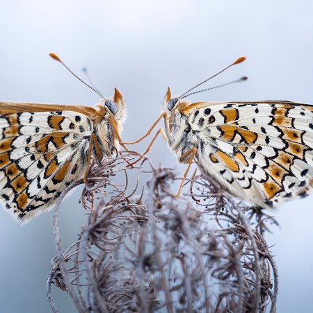 Marie -Catherine papillons PAPILLONS Le monde des papillons est fascinant, mais réussir à les photographier demande beaucoup de patience, pas mal...