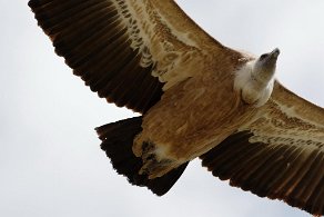 vautour Fauve au rocher du Caire