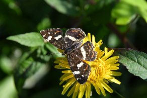 papillon de prairie étang de Crosagny