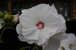 hibiscus géant