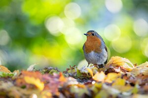 01_Au ras des paquerettes - Que de feuilles !