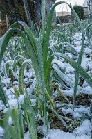 02_Au ras du poireau