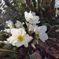 03_Au raz du sol_1_élébore du jardin