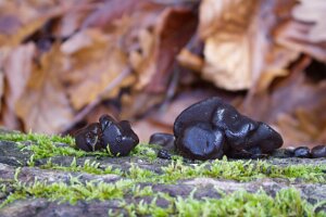 06_Champignons au ras du sol défi