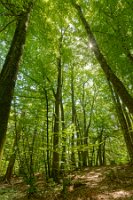 Rb-la forêt 2-c'est beau_