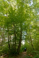 Rb-la forêt 4-je rentre à la maison_