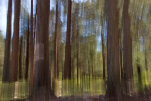 Td_La forêt_ICM sylvestre