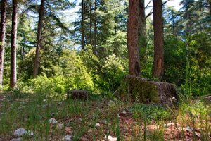Td_La forêt_Souches