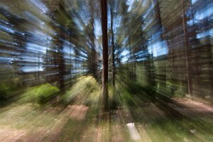 Td_La forêt_Zooming