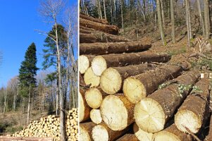 Tma _La foret_01_on soigne la forêt-1920