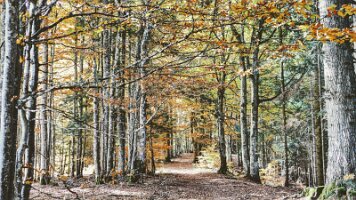 Ml_La Foret_01_Forêt en automne  ml