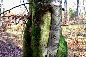 Ml_La Foret_02_Au coeur de l'arbre ml bis