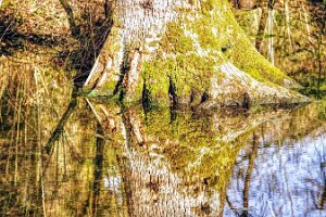 Ml_La Foret_03_Tronc d'arbre en reflet ml