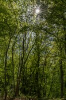 Tmu_La Forêt_ 01_Arc vegetal-1