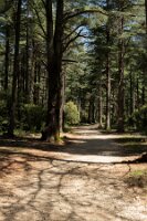 Tmu_La Forêt_ 02_Forêt de cèdres -1