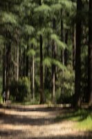 Tmu_La Forêt_ 03_Chemin faisant-1