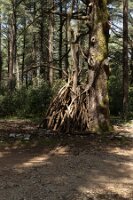 Tmu_La Forêt_ 04_Cabane dans les bois-1
