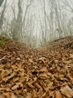 PL_laforet_01_lechemin