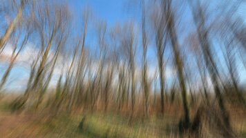 PL_laforet_02_laclairiere