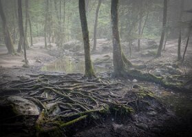 PL_laforet_03_labete