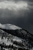 SZ_Forêt_01_forêt dénudée