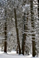 SZ_Forêt_02_arbres en pagaille