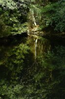 SZ_Forêt_04_reflet obscur