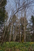 Bt_La Foret_01_PRINTEMPS