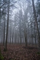 Bt_La Foret_03_AUTOMNE