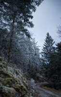 Bt_La Foret_04_HIVER