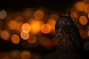 03 - Les lumières d'Arbois