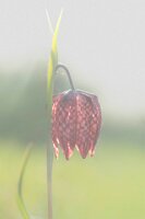 05 - fritilaire
