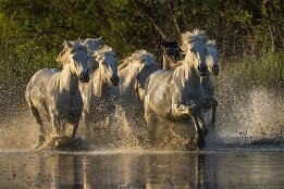 Cavalcade crépusculaire dans les marais null