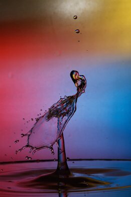 Parade nuptiale du paon null