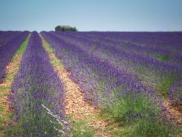 Le mazet de Valensole null