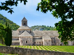 Lavandes au printemps à Sénanques null