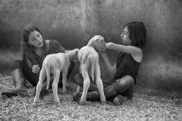 Dans la bergerie null