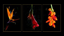 fleurs exotiques null