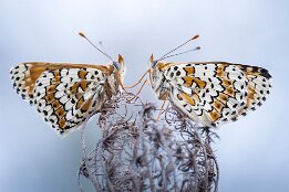 Duo de mélitées du plantin null