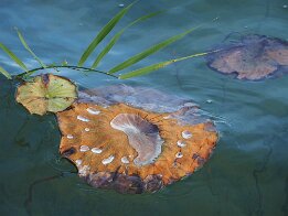 L'eau s'amuse ! null