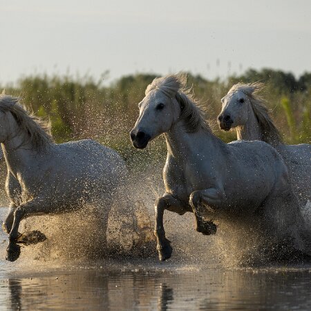 Agnès L A CAMARGUE C'est une région captivante tant par sa biodiversité que par ses vastes espaces, elle est aussi une belle...