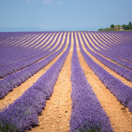 Daniel LAVANDES EN PROVENCE : La lavande fait partie des traditions ancestrales de la Provence et du pourtour méditerranéen. Se...