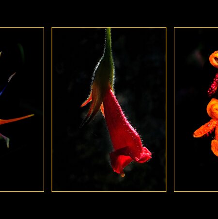 Gérard L. - fleurs FLEURS La Nature est belle et remplie de merveilles. Elle a le don naturel et spirituel d'apaiser l'Esprit . Gérard