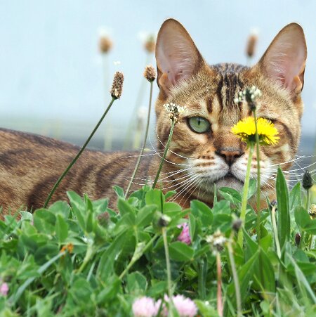 insolite INSOLITE Cette série nous est présentée par Joëlle BOUVIER, Pascal DROUET et Gérard LIÉGEOIS. " Pour moi, la photo est...