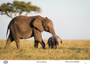 Protection maternelle null