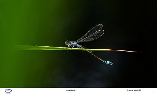 petite libellule null