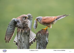 Le déjeuner est servi ! null