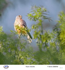 Faucon crécerelle null